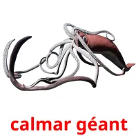 calmar géant picture flashcards