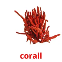 corail Tarjetas didacticas