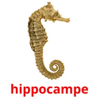 hippocampe Tarjetas didacticas