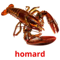 homard Tarjetas didacticas