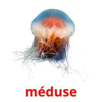 méduse picture flashcards