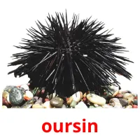 oursin picture flashcards