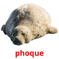 phoque picture flashcards