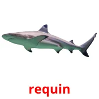 requin picture flashcards