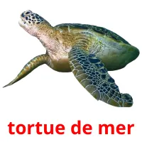 tortue de mer Tarjetas didacticas