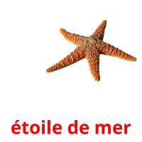 étoile de mer card for translate