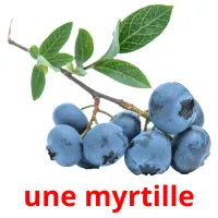 une myrtille Tarjetas didacticas