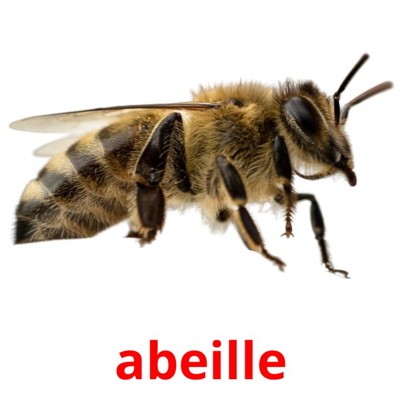 abeille picture flashcards