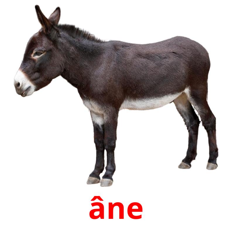 âne picture flashcards