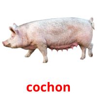 cochon card for translate