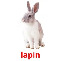 lapin Tarjetas didacticas