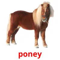 poney Tarjetas didacticas