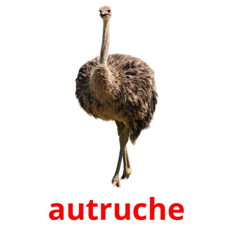 autruche picture flashcards