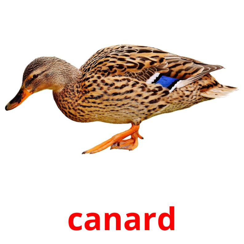 canard picture flashcards