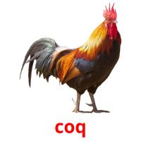 coq picture flashcards