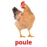 poule Tarjetas didacticas