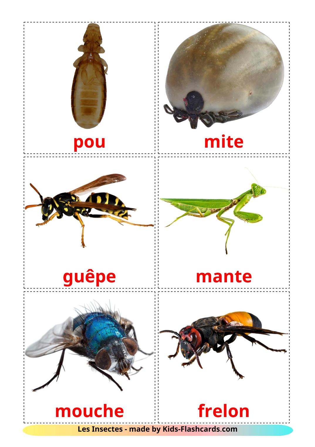 Les Insectes - 23 Flashcards français imprimables gratuitement