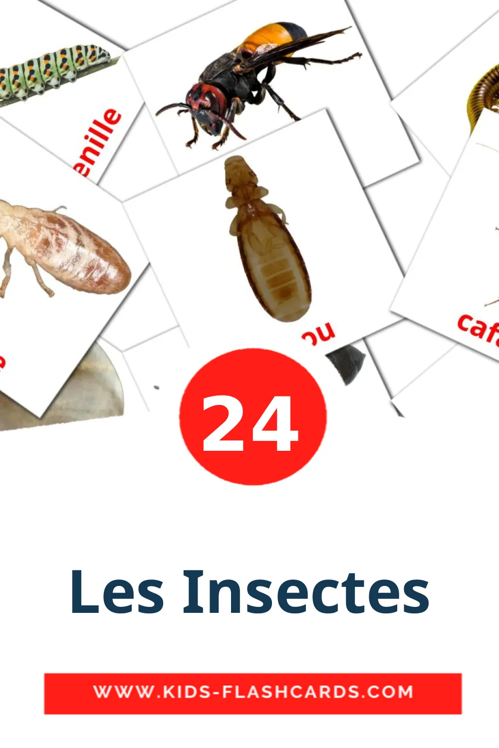 24 tarjetas didacticas de Les Insectes para el jardín de infancia en francés