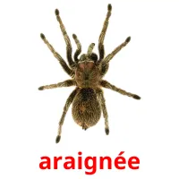 araignée Tarjetas didacticas