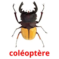 coléoptère picture flashcards