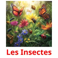 Les Insectes Tarjetas didacticas