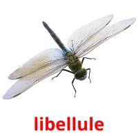 libellule Tarjetas didacticas