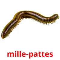 mille-pattes Tarjetas didacticas