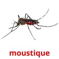 moustique card for translate