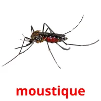 moustique Tarjetas didacticas