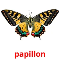 papillon Tarjetas didacticas