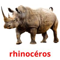 rhinocéros cartes flash
