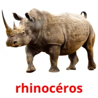 rhinocéros Tarjetas didacticas