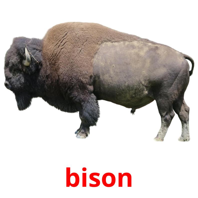 bison picture flashcards