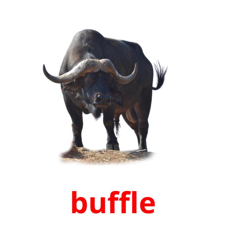 buffle picture flashcards