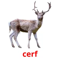 cerf cartes flash