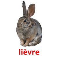 lièvre picture flashcards