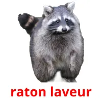 raton laveur cartes flash