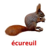 écureuil picture flashcards