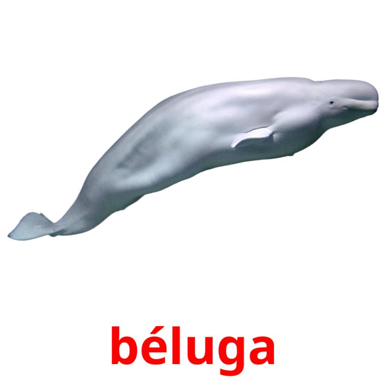 béluga picture flashcards
