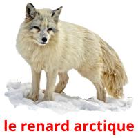 le renard arctique cartões com imagens