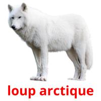 loup arctique flashcards illustrate