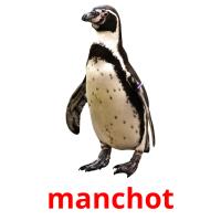 manchot picture flashcards