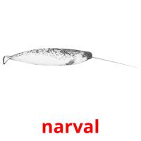 narval picture flashcards