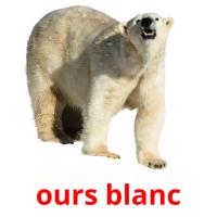 ours blanc flashcards illustrate