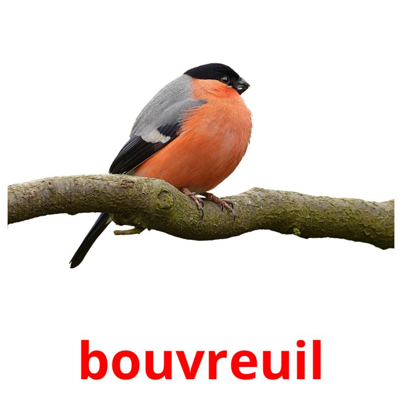 bouvreuil picture flashcards