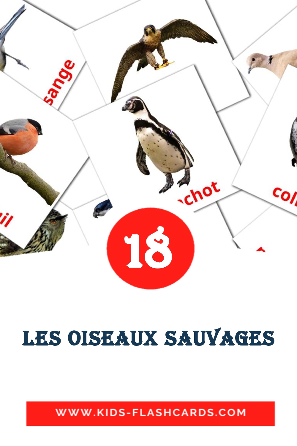 18 Les Oiseaux Sauvages Picture Cards for Kindergarden in french