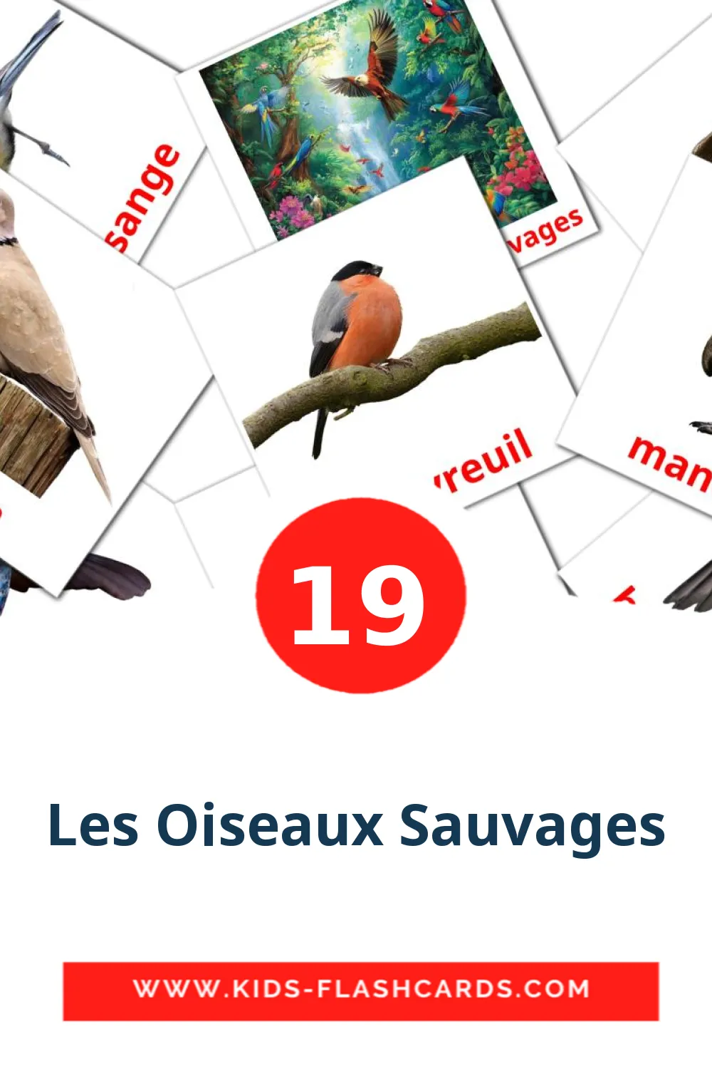 19 cartes illustrées de Les Oiseaux Sauvages pour la maternelle en français