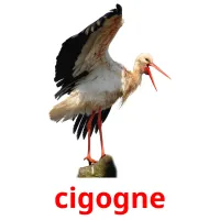 cigogne cartes flash