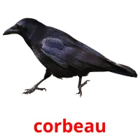 corbeau cartes flash