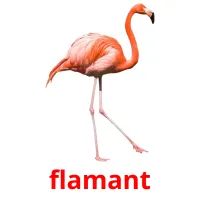 flamant cartes flash